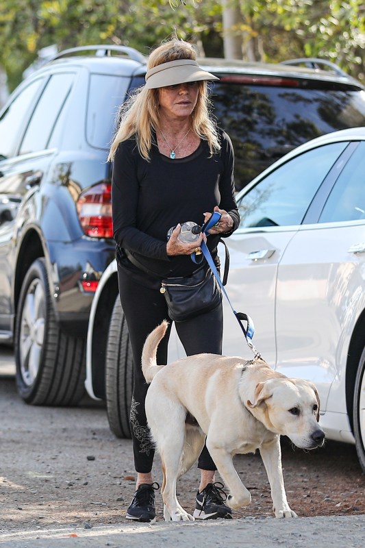 Zachary Quinto Wears Shorts Over Pants to Walk His Dogs, Celebrity Pets,  Zachary Quinto